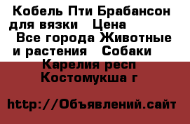 Кобель Пти Брабансон для вязки › Цена ­ 30 000 - Все города Животные и растения » Собаки   . Карелия респ.,Костомукша г.